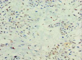 IFNL1 Antibody