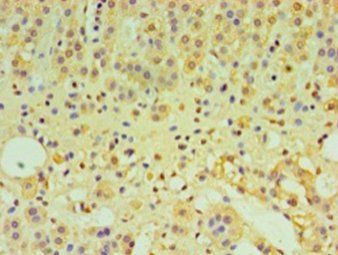 IFNL1 Antibody
