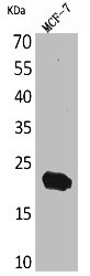 IFNL2 antibody