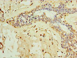 IFNL3 Antibody