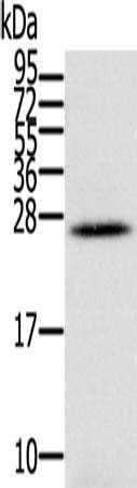IFNL3 Antibody