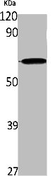 IFNLR1 Antibody