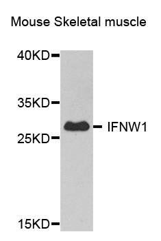 IFNW1 antibody