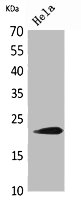 IFNW1 antibody