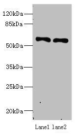 IFRD2 antibody