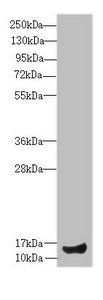 IFT20 antibody