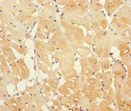 IFT22 Antibody