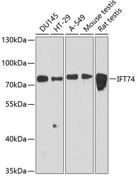 IFT74 antibody