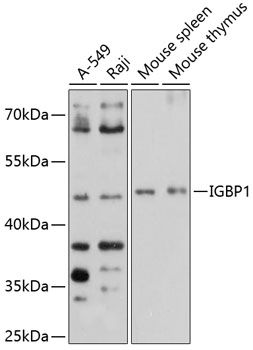IGBP1 antibody