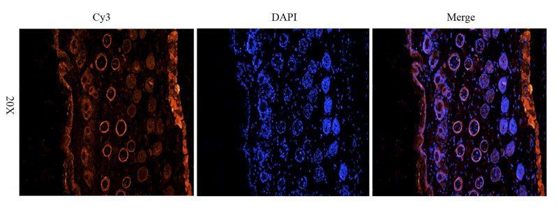 IGF1 Rabbit Polyclonal Antibody