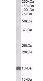 IGF1 Antibody