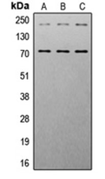 IGF1 Receptor (phospho-Y1161) antibody