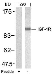 IGFR (Ab346) Antibody