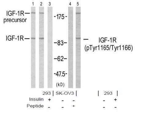 IGF-1R(Phospho-Tyr1165/Tyr1166) Antibody