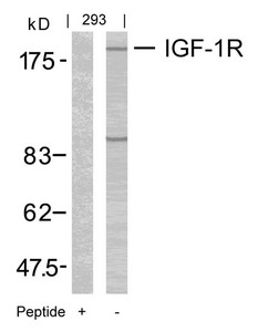 IGF1R (Ab-1165/1166) antibody