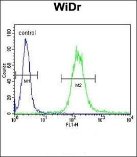 IGF1R antibody