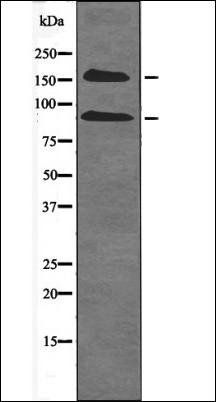 IGF1R (Phospho-Tyr980) antibody