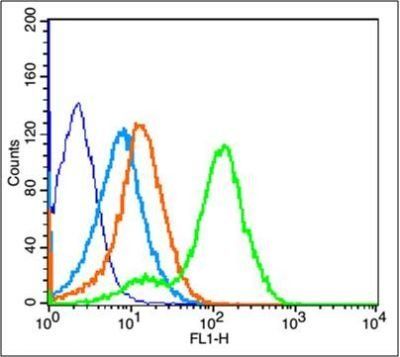 IGF1R (phospho-Tyr1165/Tyr1166) antibody