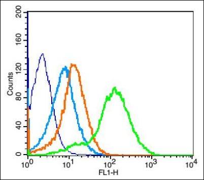 IGF1R (phospho-Tyr980) antibody