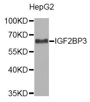 IGF2BP3 antibody