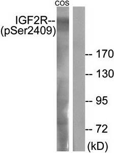 ECI1 antibody