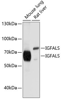 IGFALS antibody