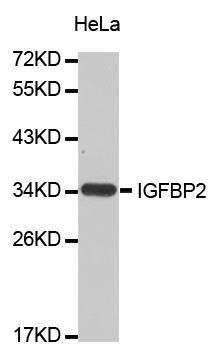 IGFBP-2 antibody