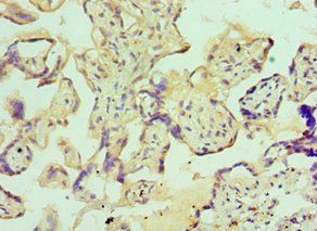IGFBP4 Antibody