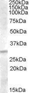 Goat anti-IGFBP4 Antibody