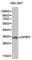 IGFBP5 antibody