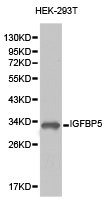IGFBP5 Antibody