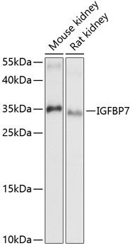 IGFBP7 antibody
