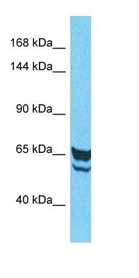 IGFN1 antibody