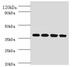 IgG R FcRn large subunit p51 antibody