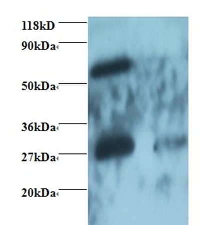 IgG Fab fragment antibody (Biotin)