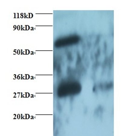 Rabbit anti-human IgG Fab Antibody;Biotin conjugated
