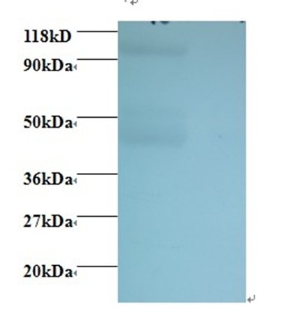 IgG Fab fragment antibody (Biotin)