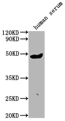 IGHG3 antibody