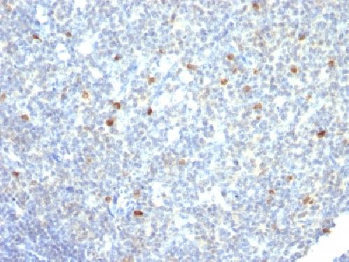 IGHM Antibody