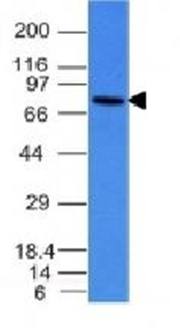 IgM (Immunoglobulin Mu Heavy Chain) (B-Cell Marker) Antibody
