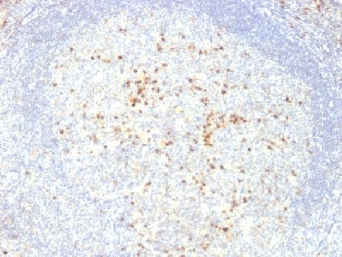 IGLV1-51 Antibody