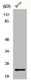 IGLL1 antibody