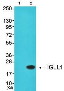 IGLL1 antibody