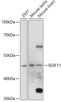 IGSF11 antibody
