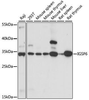 IGSF6 antibody