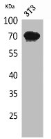 IGSF8 Antibody