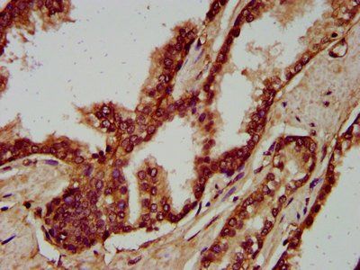 IGSF9 Antibody