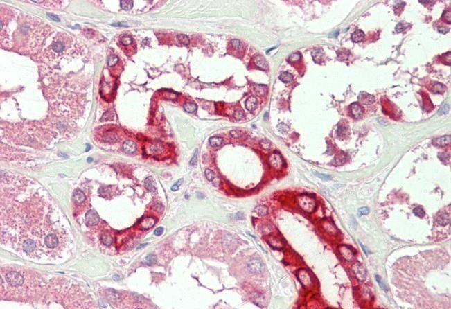 Goat anti-BOK Antibody