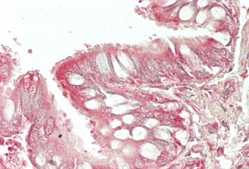 Goat anti-Wfdc2 (mouse) Antibody