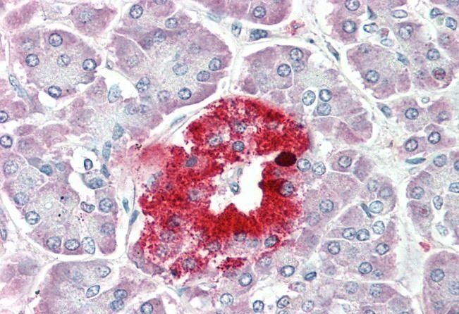 Goat anti-proSAAS Antibody